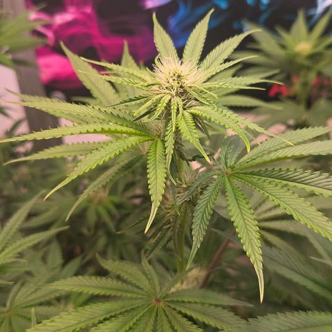 Platinum Paloma growlog timeline photo