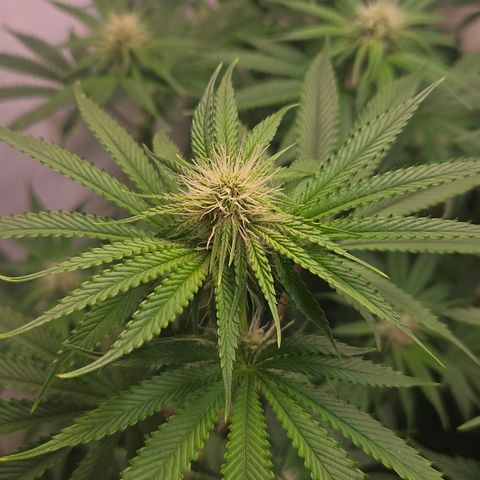 Platinum Paloma growlog timeline photo