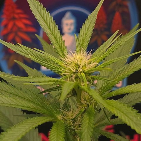 Lumpy's Fritter S1 growlog timeline photo