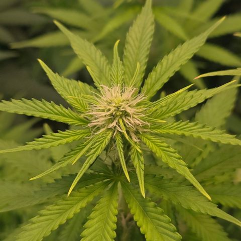 Apple Jack growlog timeline photo