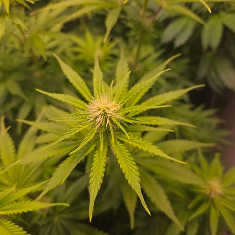Apple Jack growlog timeline photo