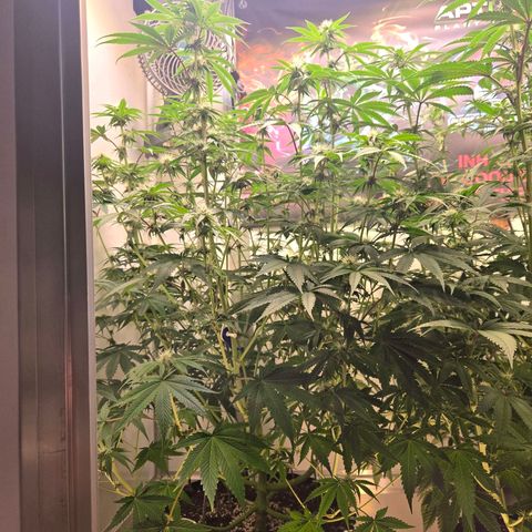 Platinum Paloma growlog timeline photo