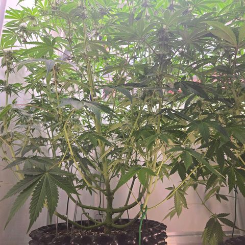 Platinum Paloma growlog timeline photo