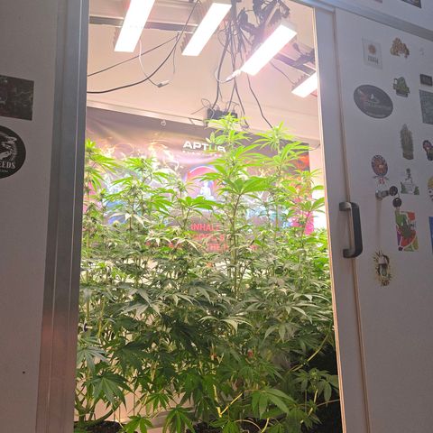 Lumpy's Fritter S1 growlog timeline photo