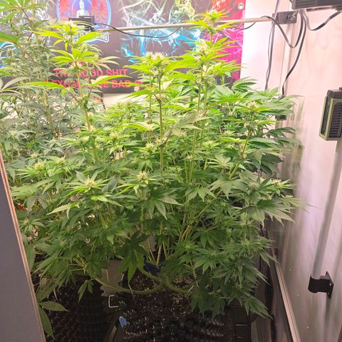 Apple Jack growlog timeline photo