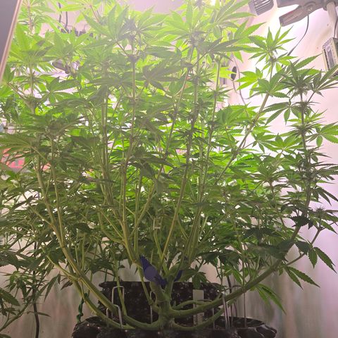 Apple Jack growlog timeline photo