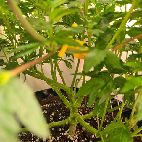 Blueberry Lobster growlog timeline photo
