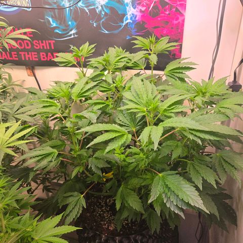Blueberry Lobster growlog timeline photo