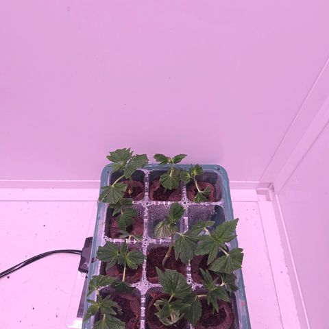 Blueberry Lobster growlog timeline photo