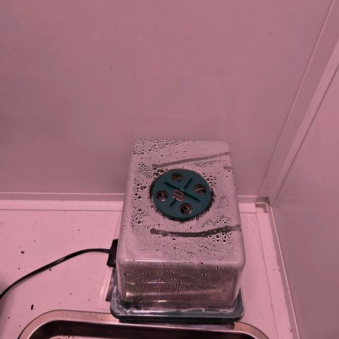 Blueberry Lobster growlog timeline photo