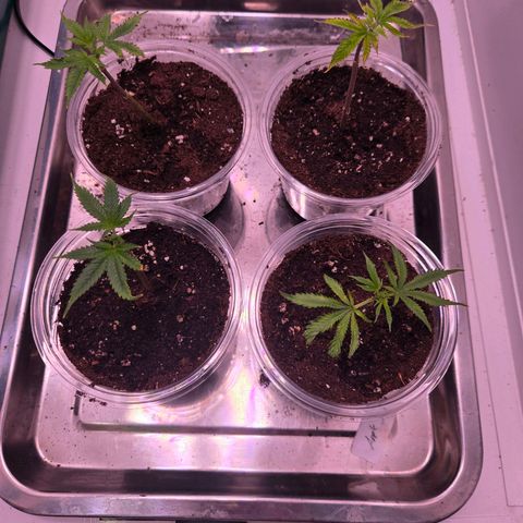 Apple Jack growlog timeline photo