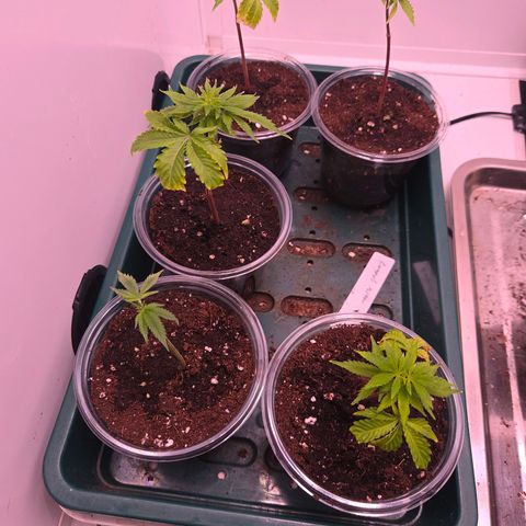 Lumpy's Fritter S1 growlog timeline photo