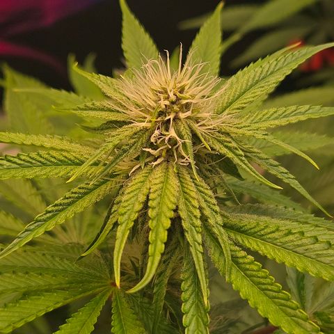 Platinum Paloma growlog timeline photo