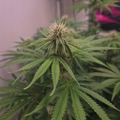 Platinum Paloma growlog timeline photo