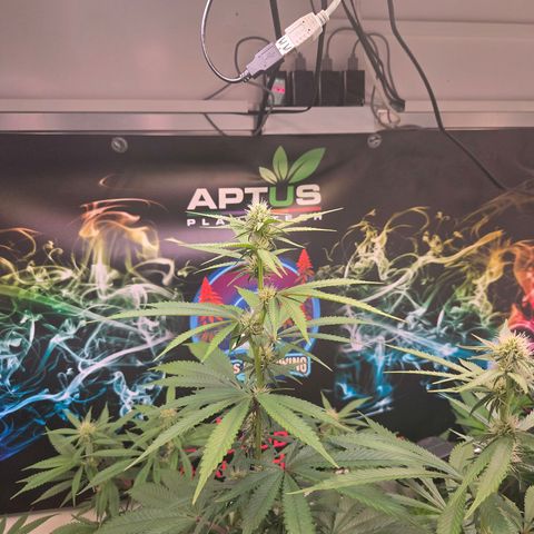 Lumpy's Fritter S1 growlog timeline photo