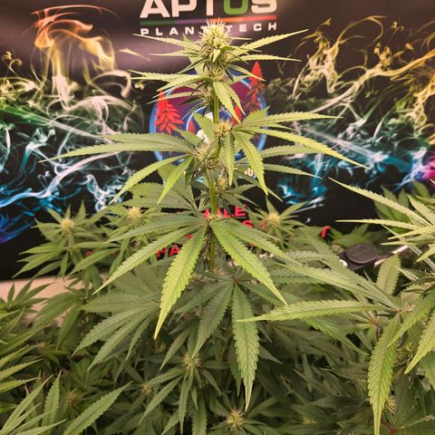 Lumpy's Fritter S1 growlog timeline photo