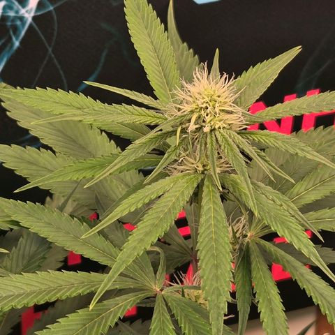 Lumpy's Fritter S1 growlog timeline photo