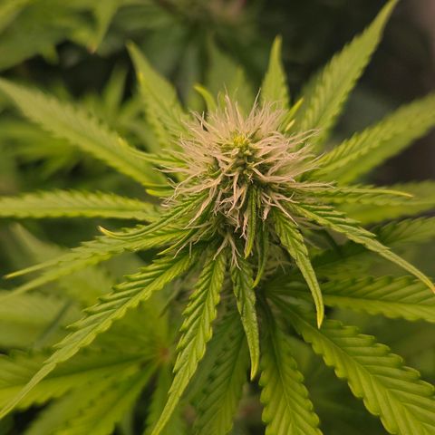 Apple Jack growlog timeline photo
