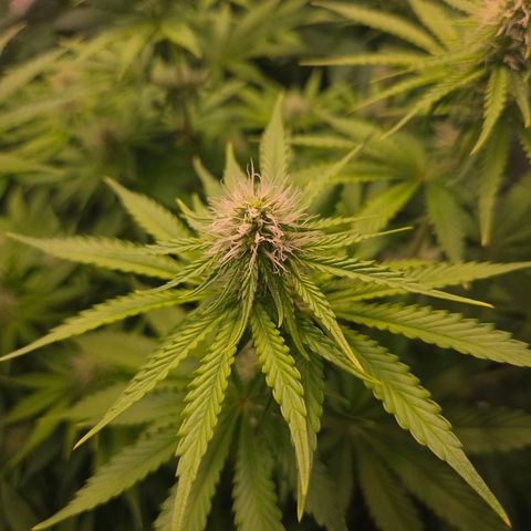 Apple Jack growlog timeline photo