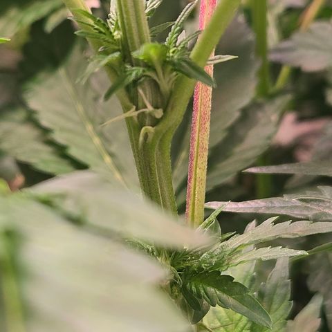 Blueberry Lobster growlog timeline photo