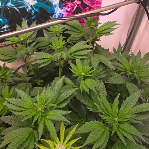 Blueberry Lobster growlog timeline photo