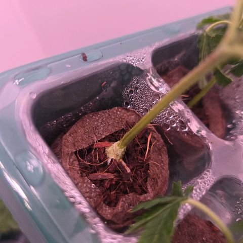 Blueberry Lobster growlog timeline photo