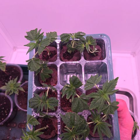 Blueberry Lobster growlog timeline photo