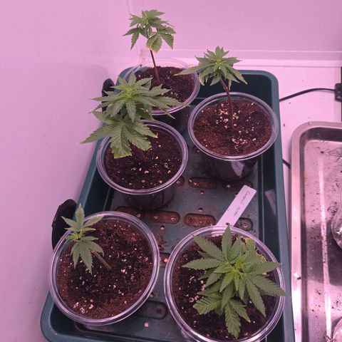 Lumpy's Fritter S1 growlog timeline photo