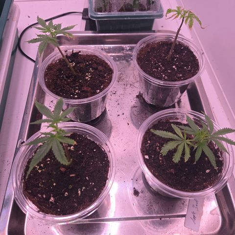 Apple Jack growlog timeline photo