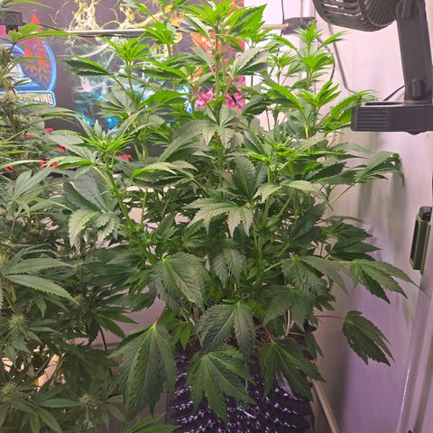 Blueberry Lobster growlog timeline photo