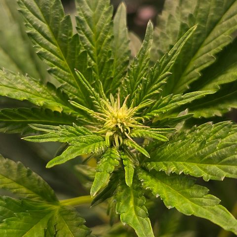 Blueberry Lobster growlog timeline photo