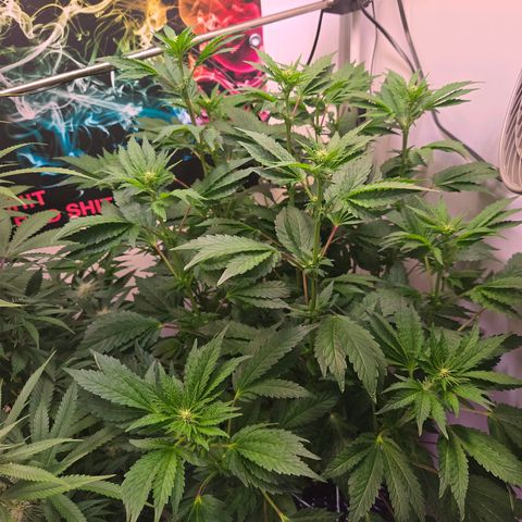 Blueberry Lobster growlog timeline photo
