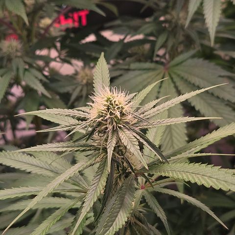 Lumpy's Fritter S1 growlog timeline photo