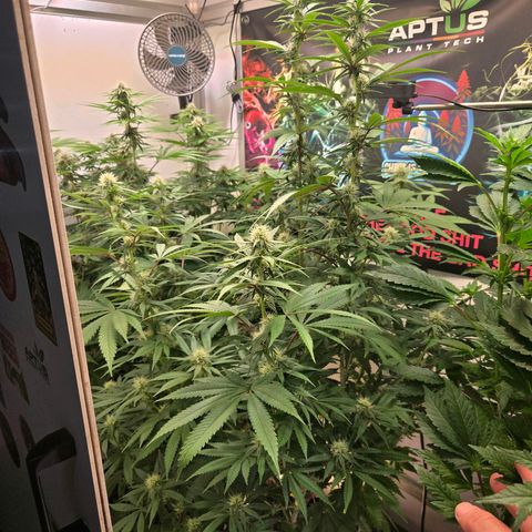 Lumpy's Fritter S1 growlog timeline photo