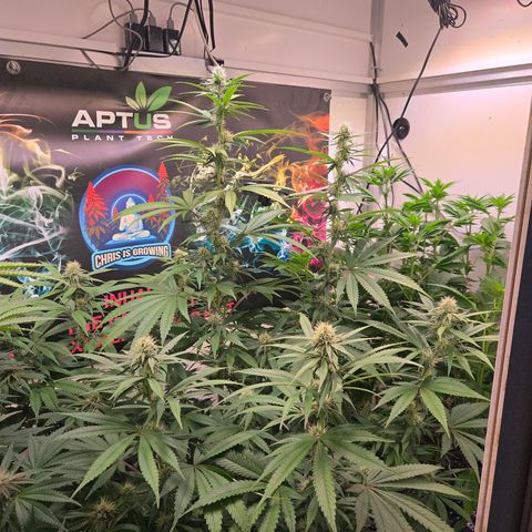 Lumpy's Fritter S1 growlog timeline photo