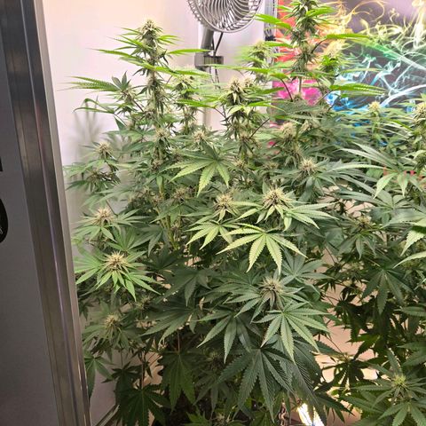 Platinum Paloma growlog timeline photo
