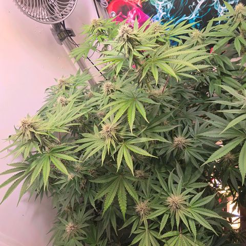 Platinum Paloma growlog timeline photo