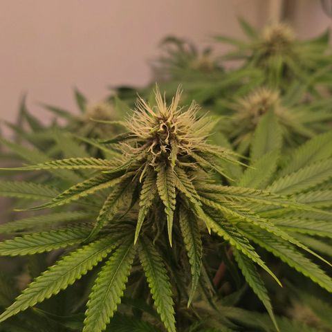 Platinum Paloma growlog timeline photo