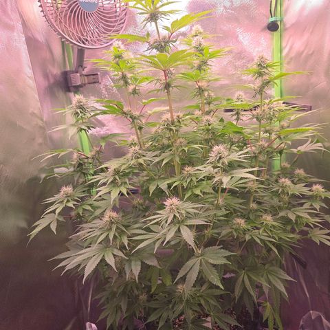 Apple Jack growlog timeline photo