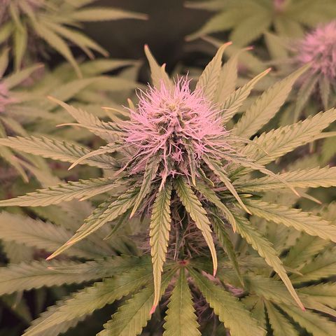 Apple Jack growlog timeline photo