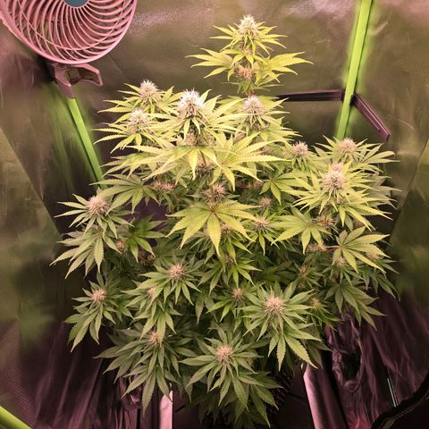 Apple Jack growlog timeline photo