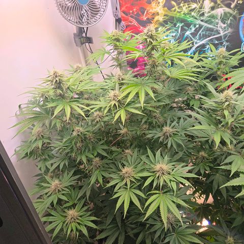 Platinum Paloma growlog timeline photo