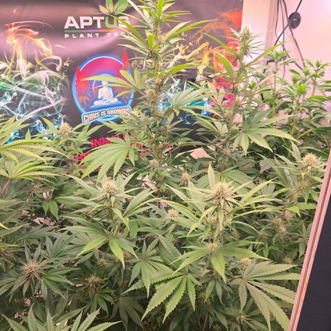 Lumpy's Fritter S1 growlog timeline photo