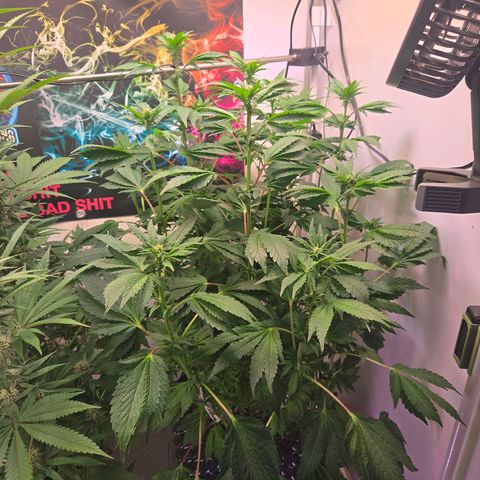 Blueberry Lobster growlog timeline photo