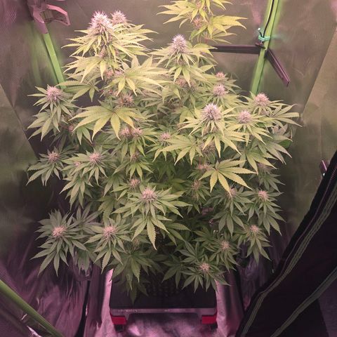 Apple Jack growlog timeline photo