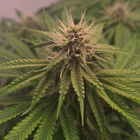 Platinum Paloma growlog timeline photo