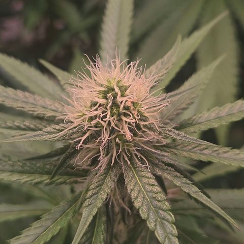 Lumpy's Fritter S1 growlog timeline photo