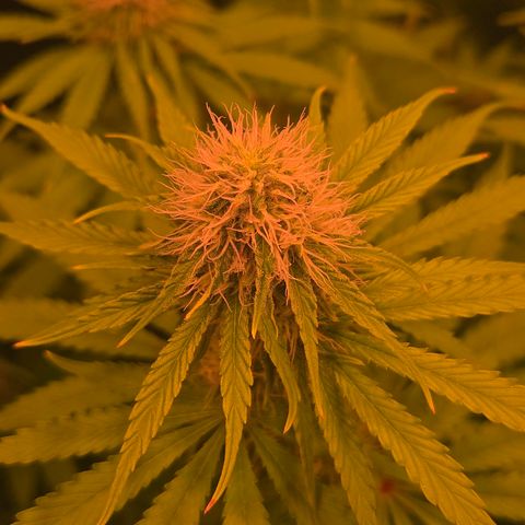 Apple Jack growlog timeline photo
