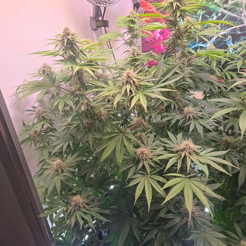 Platinum Paloma growlog timeline photo