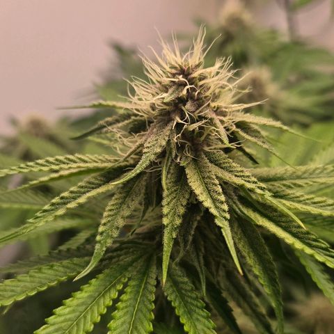 Platinum Paloma growlog timeline photo